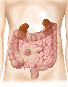 illustration of an abdomen